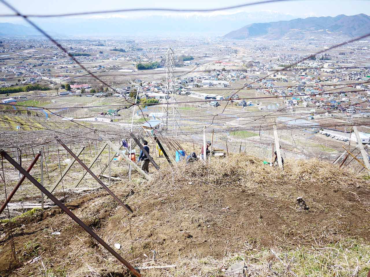 荒廃した農地を開墾し、ブドウ棚へと再生させました